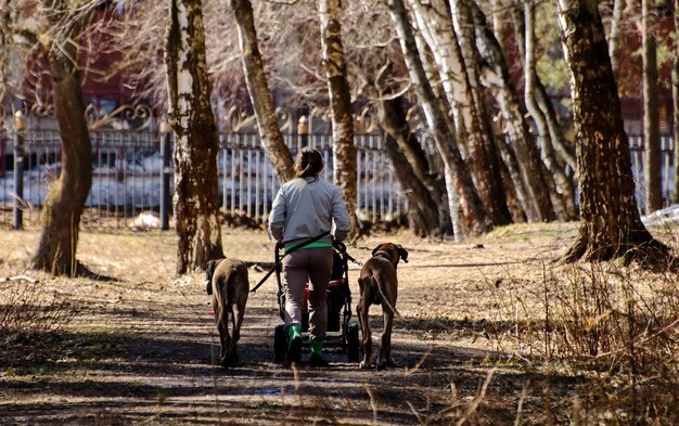 used yerf dog mountain wagon for sale